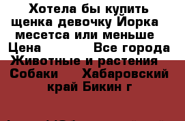 Хотела бы купить щенка девочку Йорка 2 месетса или меньше › Цена ­ 5 000 - Все города Животные и растения » Собаки   . Хабаровский край,Бикин г.